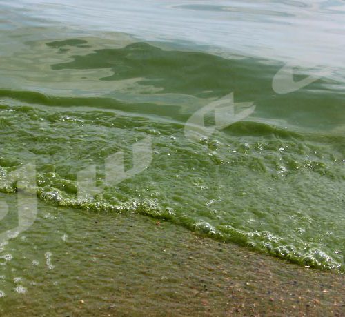 Les eaux du lac Tanganyika devenues vertes. Un phénomène, observé tout près du port vers 8h, est naturel et sans danger selon un spécialiste ©Onesphore Nibigira /Iwacu 
