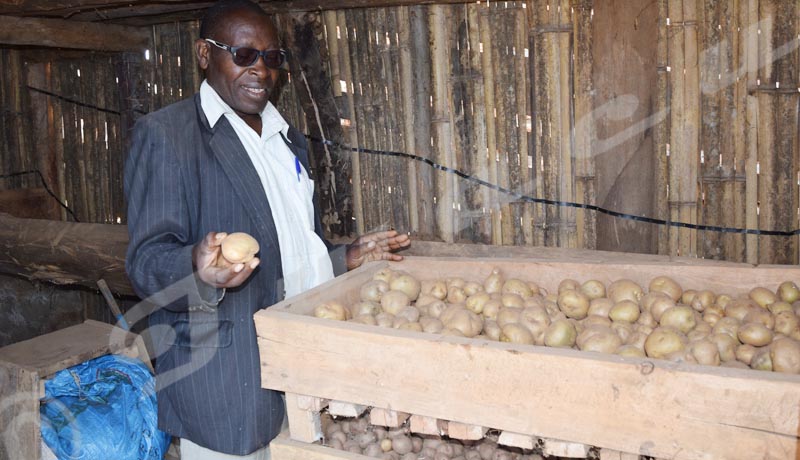 Kayanza : les producteurs des pommes de terre déchantent