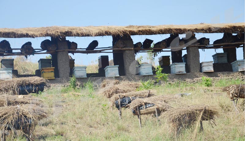 Grâce au PAIVA-B, l’apiculture devient plus rentable