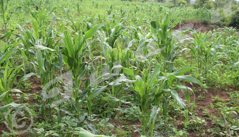 Bubanza : Les chenilles dévastent les champs de maïs