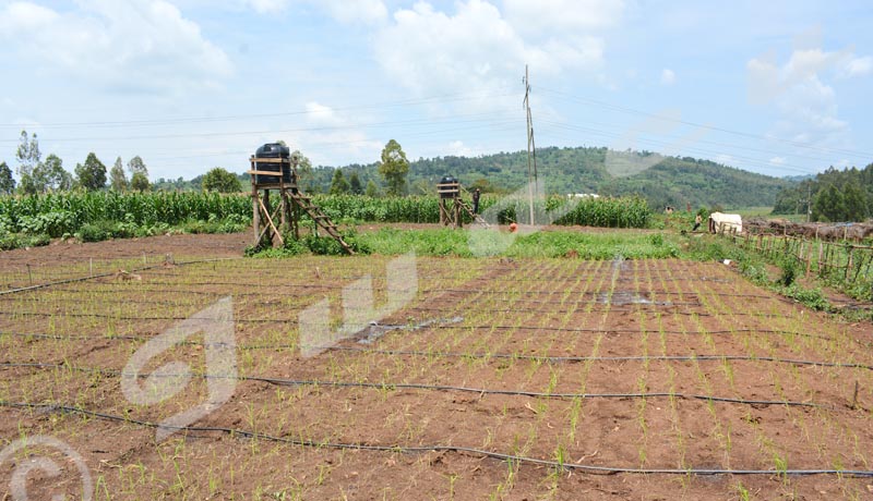 Un procédé innovateur d’irrigation pour mettre fin à la faim