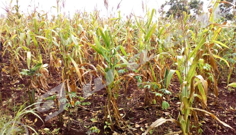 Cibitoke : Baisse de la production agricole suite à une faible pluviométrie