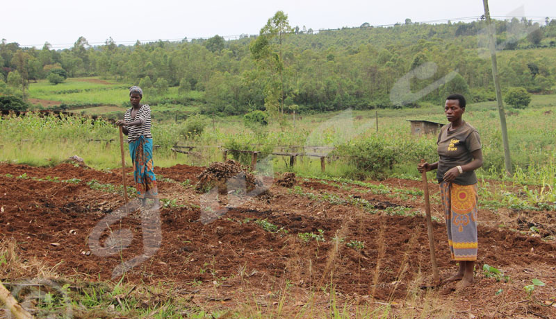 Les fertilisants se font attendre