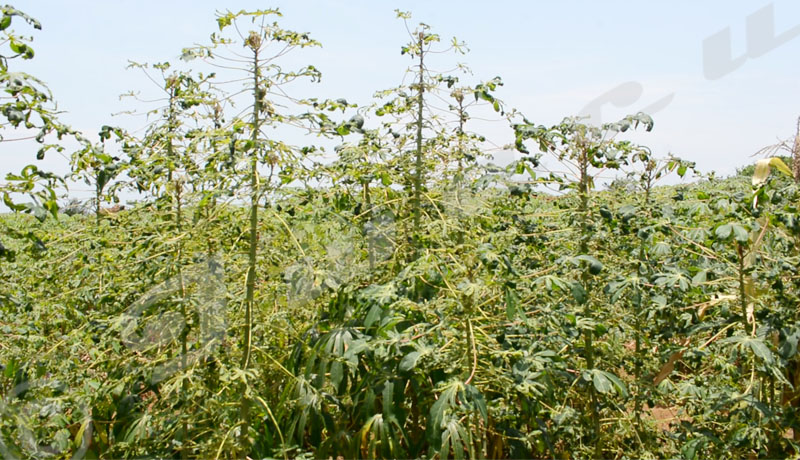 Rumonge : Les cultivateurs s’alarment de la réapparition de la mosaïque