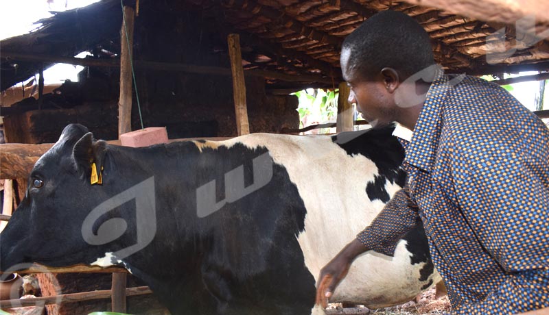Gitaramuka: quand l’élevage de vaches sauve des vies