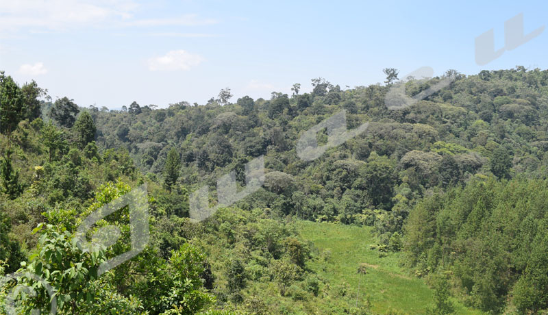 Cibitoke : Crépitements d’armes dans la forêt de Nyungwe, panique à Mugina et Mabayi