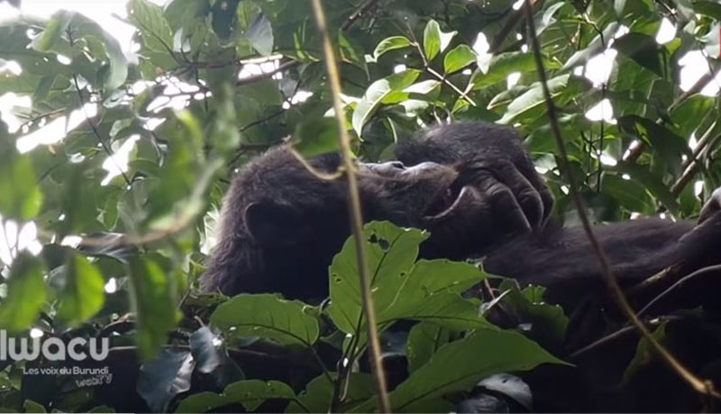 Environnement : A la rencontre des chimpanzés du sud