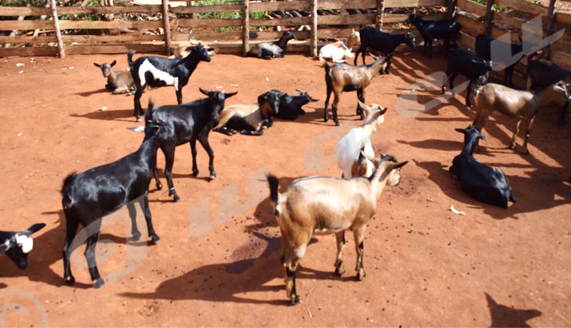 Ngozi/Tangara : Le petit bétail atteint d’une peste