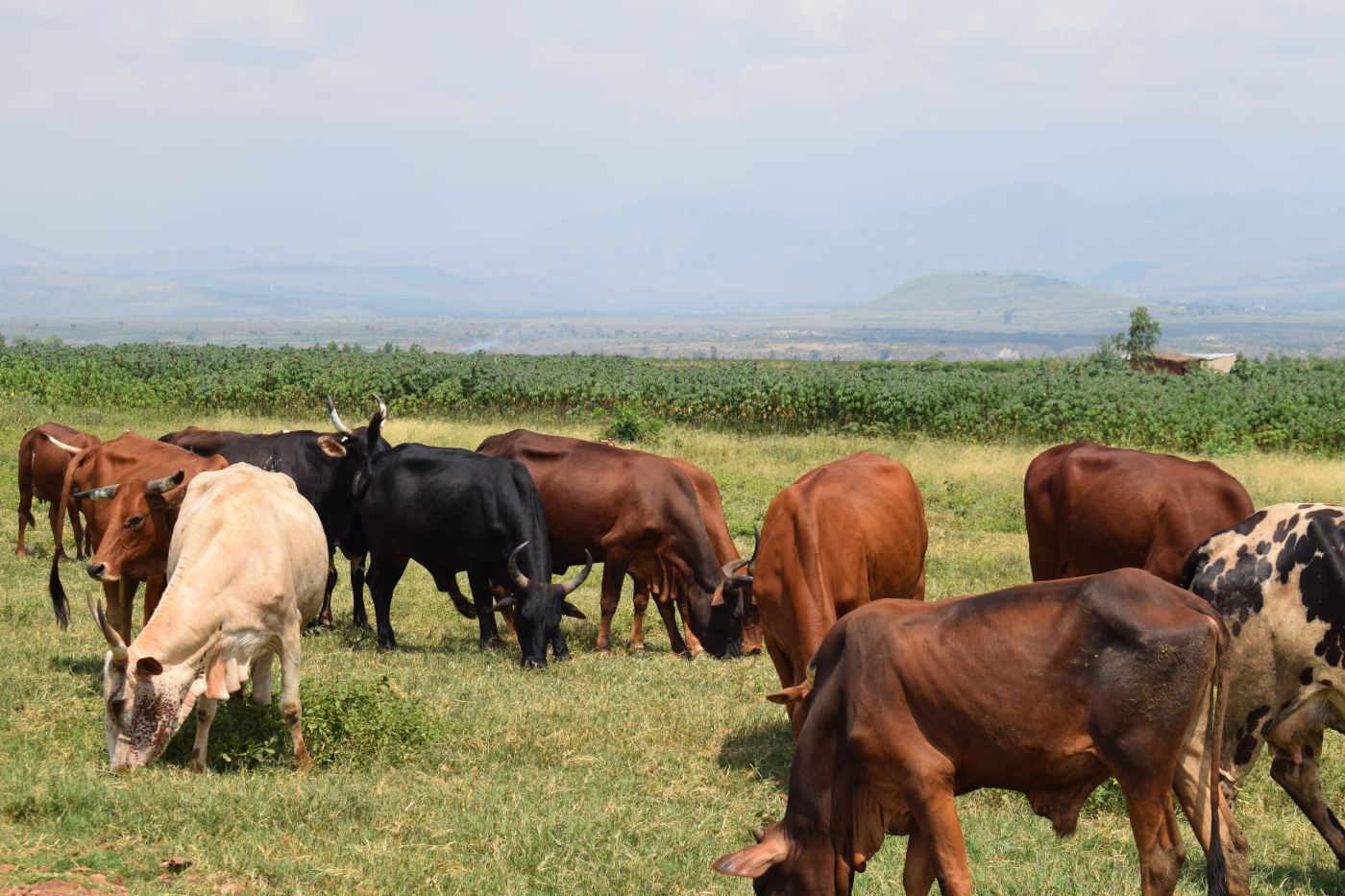 Rugombo : Les éleveurs du gros bétail dans le désarroi