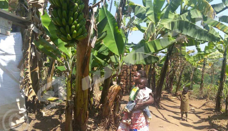 Quand l’urine booste la production agricole