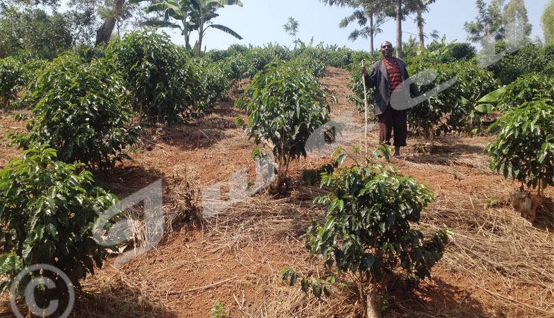 Busiga : les cultures intercalaires pour le bonheur des caféiculteurs