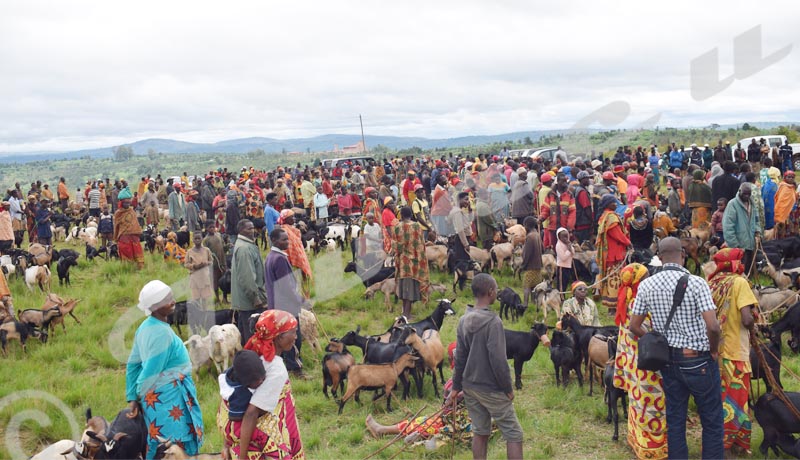 Peste caprine : Les communes pleurent leurs chèvres