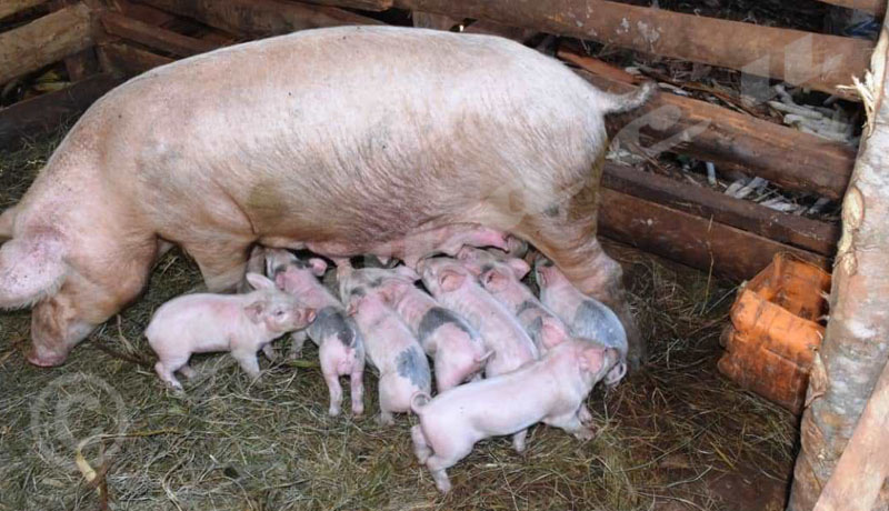 Gitega : Une étrange maladie frappe les porcs