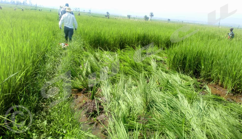 Cibitoke : Des riziculteurs impuissants devant les destructeurs de leurs champs