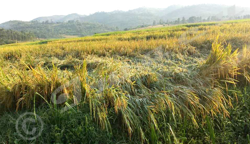 Cibitoke/Mugina: les pluies torrentielles font des dégâts