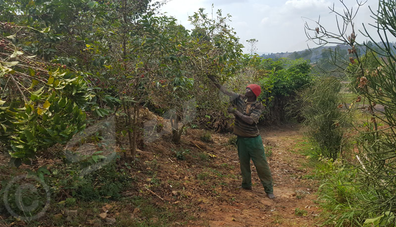 Kayanza : les cerises peinent à mûrir, les caféiculteurs sont inquiets