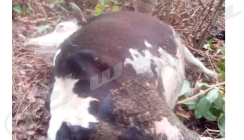 Buyengero : deux vaches tuées par des criminels