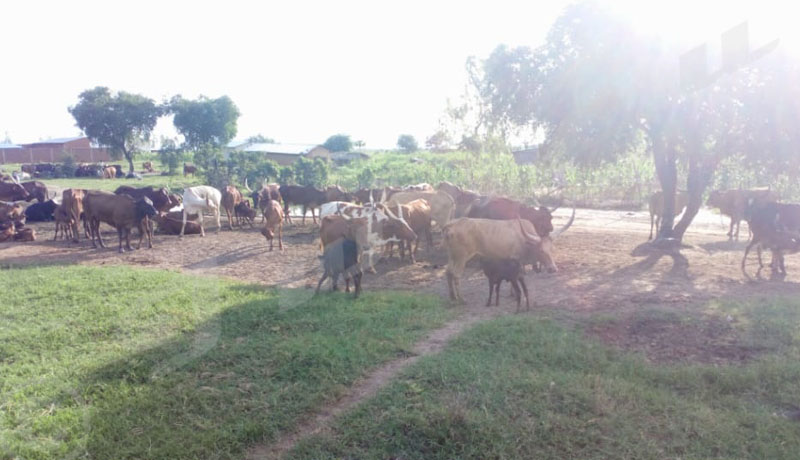 Communes Rugombo et Buganda : Quand les agriculteurs et les éleveurs se regardent en chiens de faïence