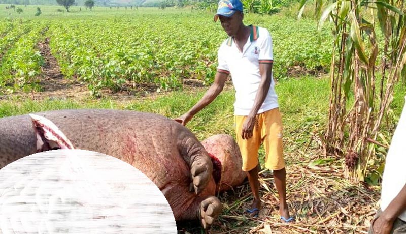 Les hippopotames menacés dans leur espace