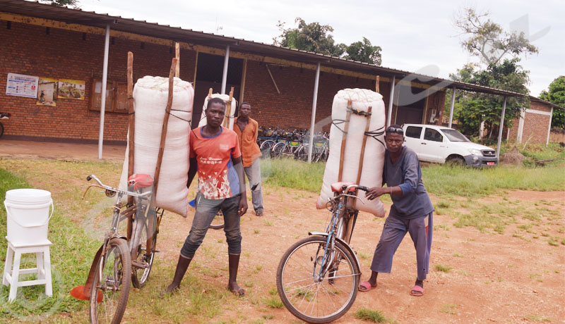 Commune de Rugombo : Grogne des agriculteurs du maïs hybride