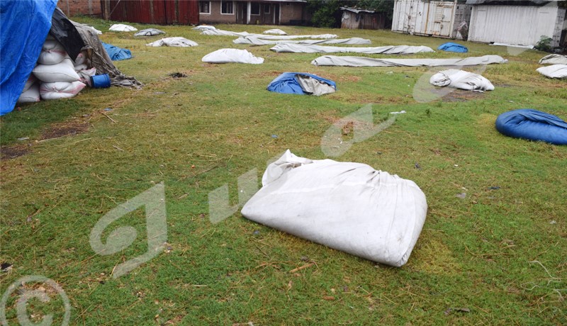 Bujumbura : le riz paddy sous les tentes