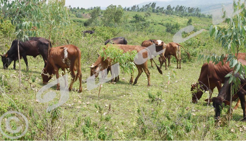 Un berger tué et 120 vaches en transhumance à l’est de la RDC volées par des rebelles