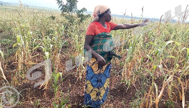 Cibitoke: Peu de récolte pour la saison culturale A