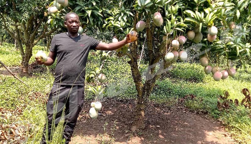 Cibitoke: Des fruits pourrissent suite à l’absence de marchés d’écoulement