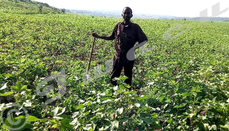 Cibitoke : la culture de coton en voie de disparition