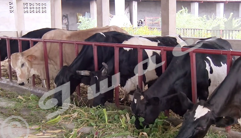 Fièvre de la vallée du Rift : des éleveurs tétanisés