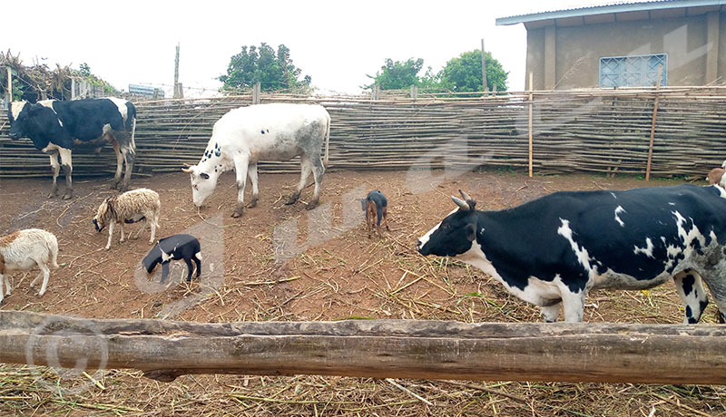 Fièvre de la vallée du Rift : 464 cas déjà enregistrés surtout au nord du Burundi, pas de panique