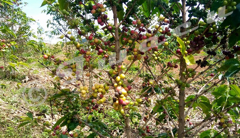 L’exportation du café en chute libre