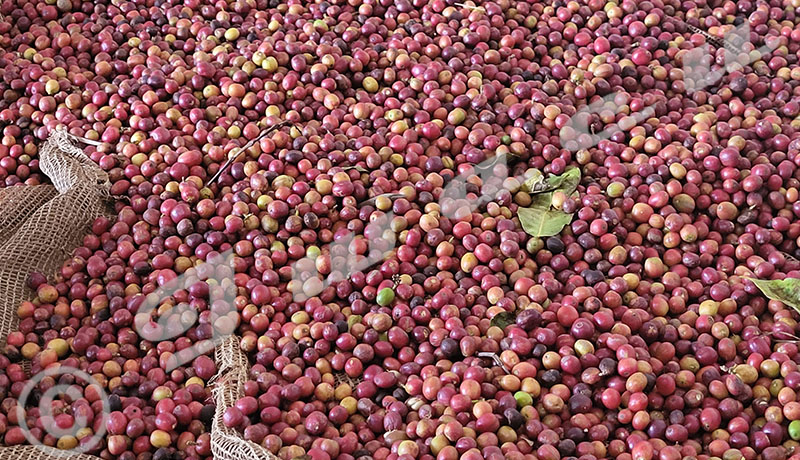 Filière café : « Gare aux coopératives de collecte qui n’ont pas encore payé les caféiculteurs »