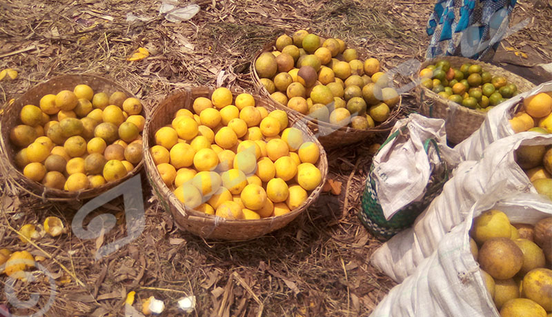 Des commerçantes des fruits travaillent à perte