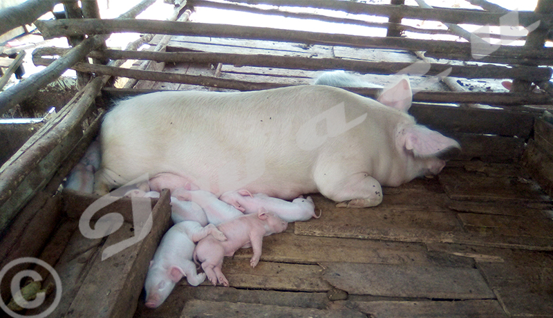 Bururi : Interdit de vendre et de consommer la viande de porc