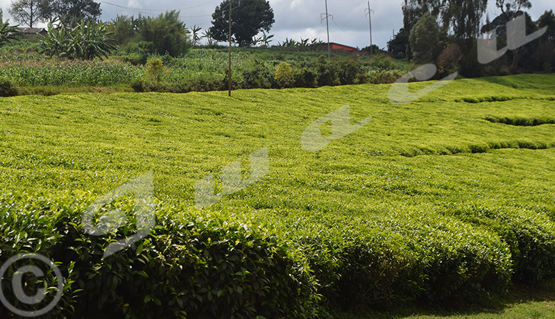 MARKUP project for tea quality improvement in Burundi