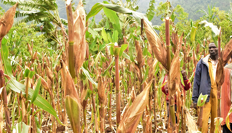 La dolomie pour booster le sol et l’agriculture