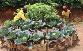 Sécurité alimentaire – Mugamba : des jardins potagers pour vaincre la malnutrition