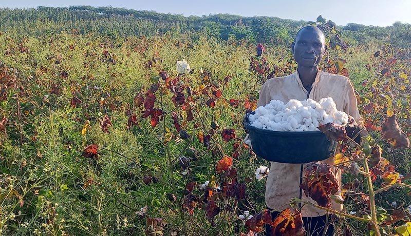 Région Ouest/Cibitoke : Grognes des cotonculteurs de la plaine de l’Imbo