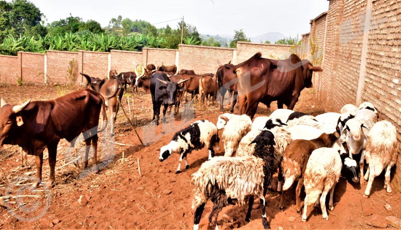 Région Centre/Gitega : L’Aïd al-Adha : une fête célébrée dans un contexte difficile