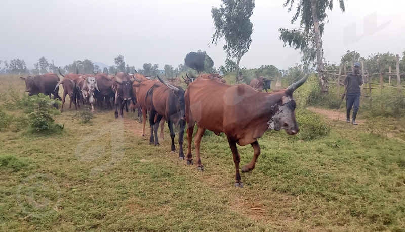 Région Ouest/Cibitoke : Agriculteurs et éleveurs se regardent en chiens de faïence