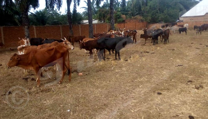 Région Sud/Rumonge : Plus d’une centaine de vaches saisies par la police