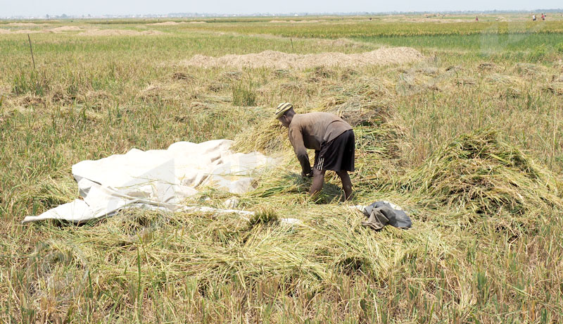 Panachure jaune : cette maladie décime les rizières de Rukaramu, les pertes sont énormes