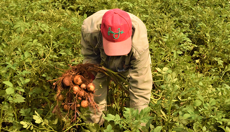 Risque de carence de pommes de terre pour cette saison A : Isabu alerte