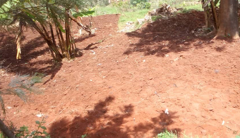 Région Sud/Rumonge : Manque criant de boutures du manioc