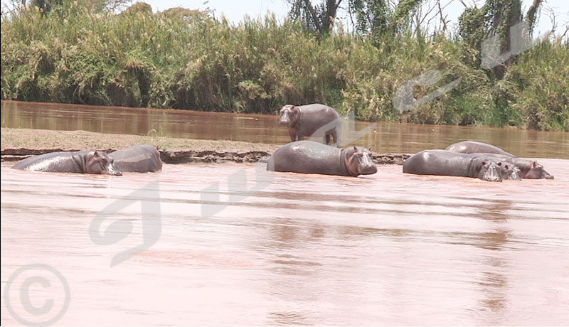 Nyabugete Beach en deuil : des hippopotames tuent