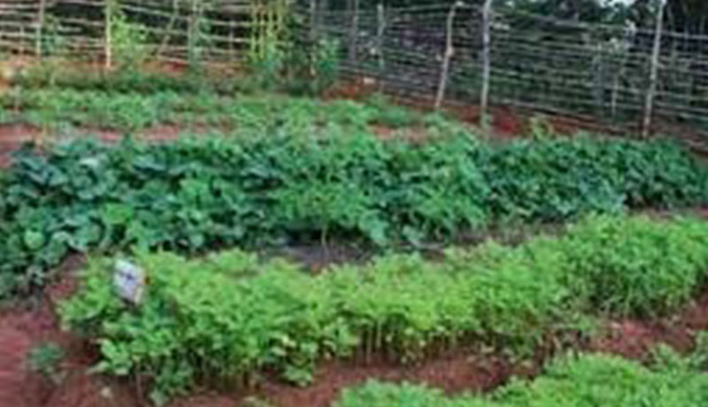 Sécurité alimentaire/Mugamba : des jardins potagers pour vaincre la malnutrition