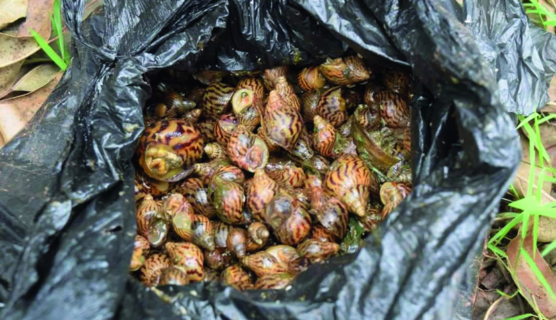 Région Centre Gitega/Les escargots : Une menace pour les cultures à Gitega