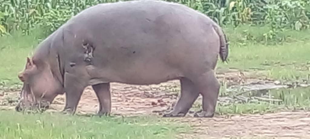 Gatumba : La balade des hippopotames, un danger pour la population locale