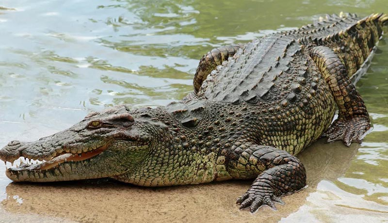 Gatumba : Débordement des eaux de la Rusizi, les crocodiles menacent la population